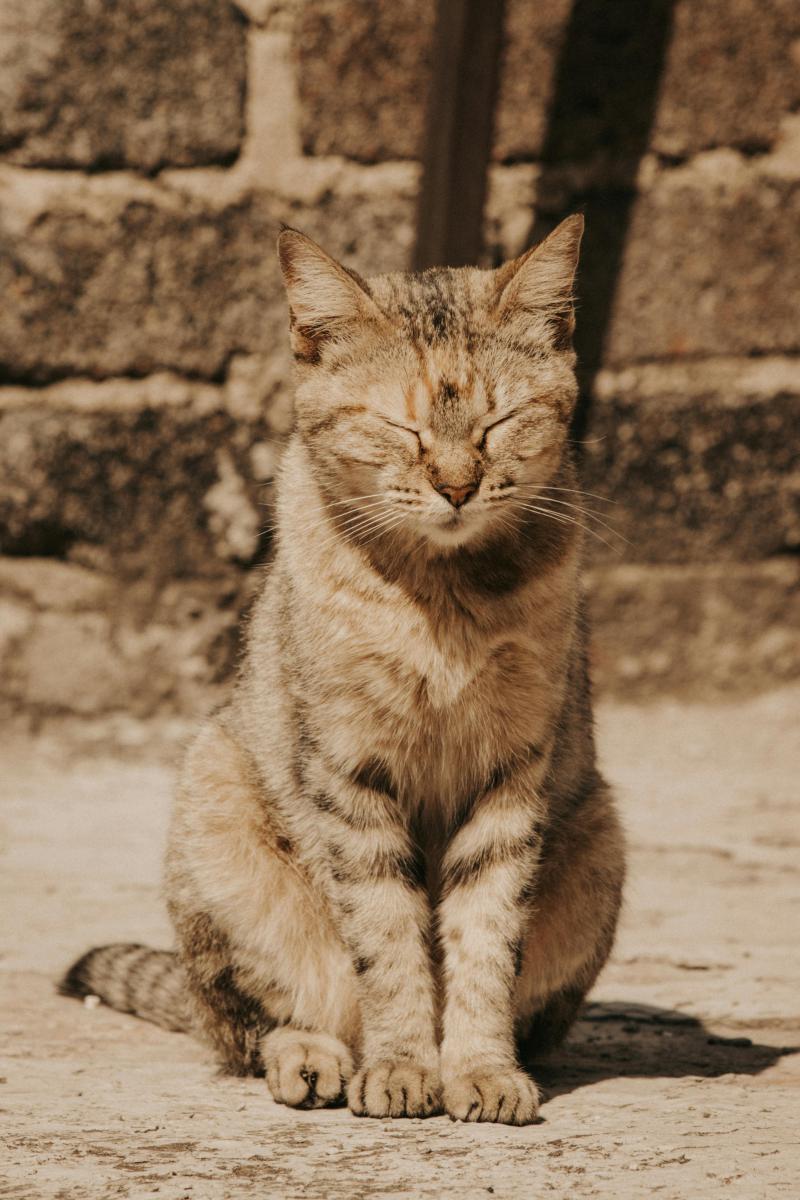 Stray cat
